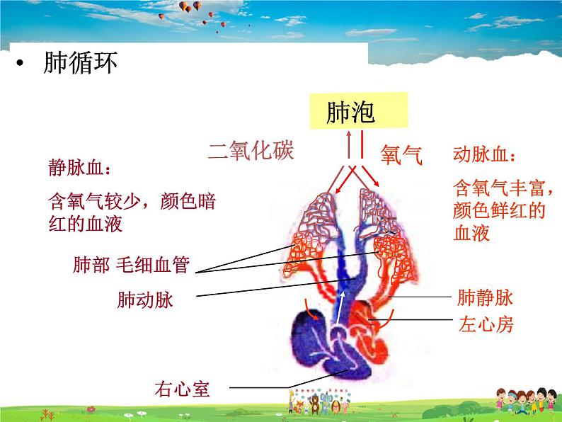 物质运输的途径PPT课件免费下载06