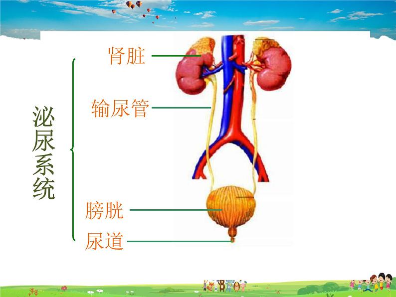 尿液的形成和排出PPT课件免费下载04