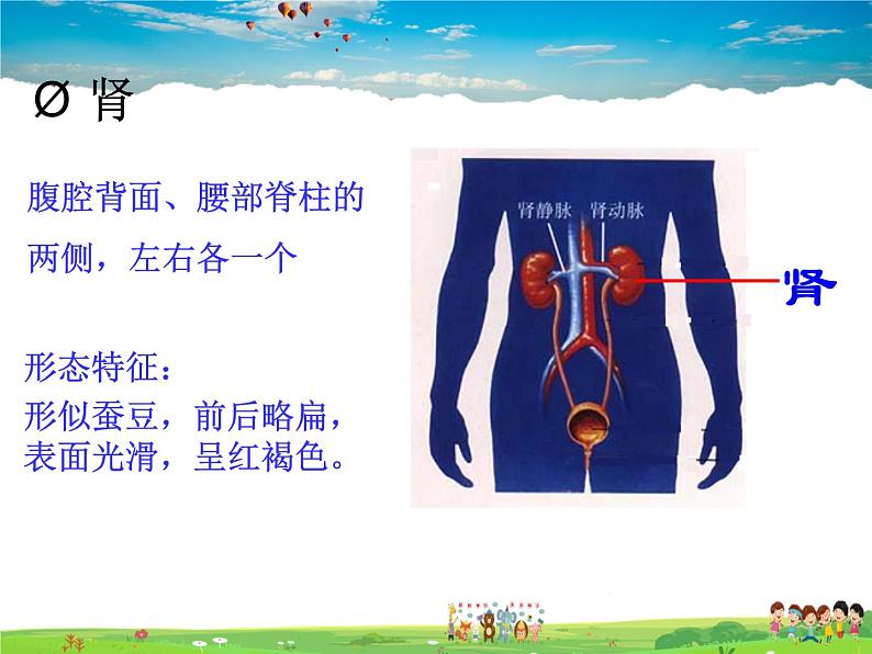 尿液的形成和排出PPT课件免费下载05