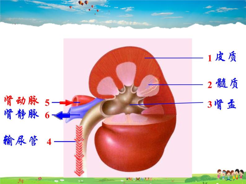 尿液的形成和排出PPT课件免费下载06