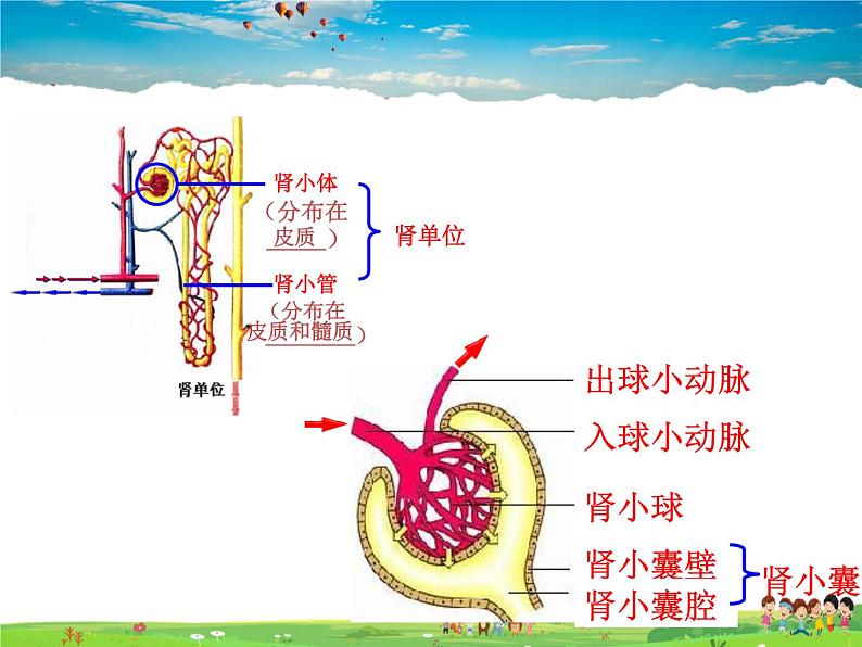 尿液的形成和排出PPT课件免费下载08