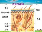 汗液的形成和排出PPT课件免费下载