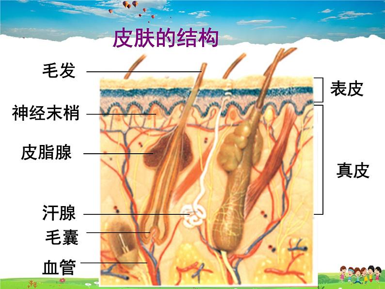 汗液的形成和排出PPT课件免费下载04