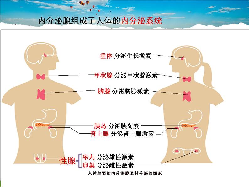 人体的激素调节PPT课件免费下载07