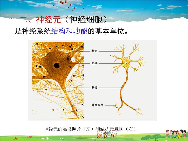 神经调节的结构基础PPT课件免费下载03