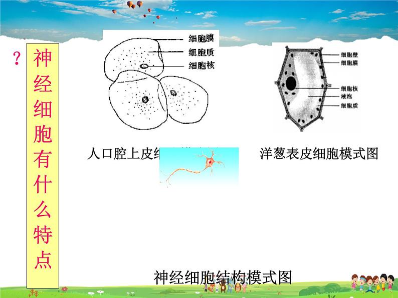 神经调节的结构基础PPT课件免费下载06