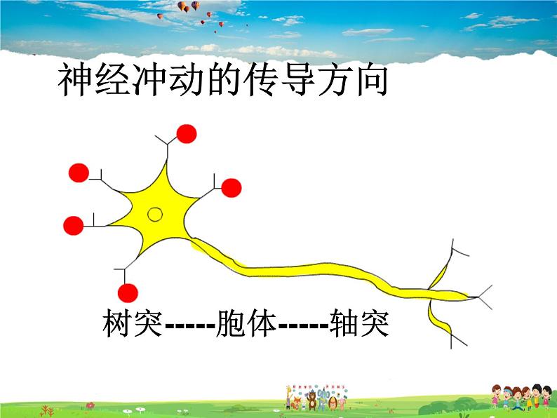 神经调节的结构基础PPT课件免费下载08