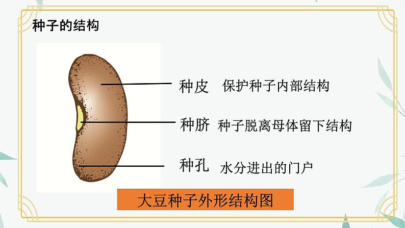 种子萌发形成幼苗课件PPT06