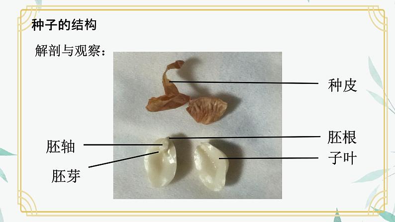 种子萌发形成幼苗课件PPT07