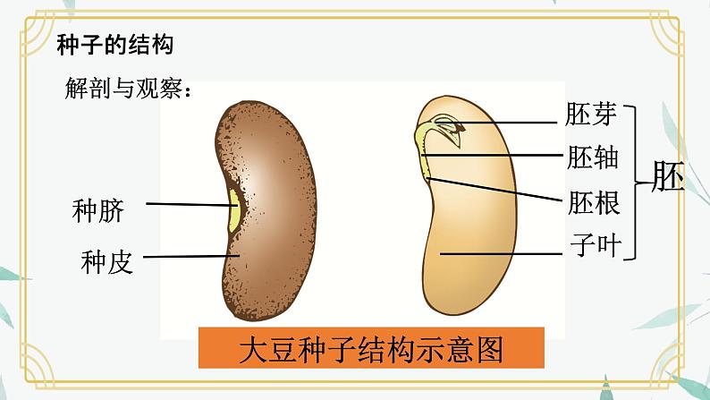 种子萌发形成幼苗课件PPT08