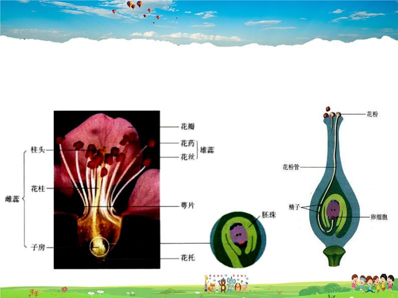 人教版生物八年级下册  7.1.1 植物的生殖【课件】03