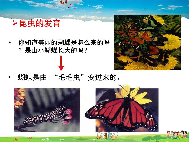 人教版生物八年级下册  7.1.2 昆虫的生殖和发育【课件】02