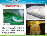 人教版生物八年级下册  7.1.2 昆虫的生殖和发育【课件】