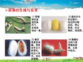 人教版生物八年级下册  7.1.2 昆虫的生殖和发育【课件】