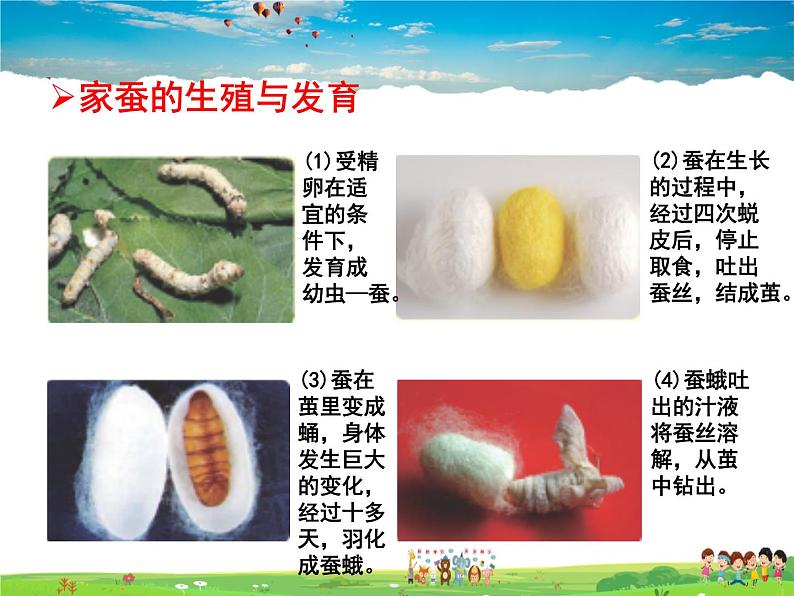 人教版生物八年级下册  7.1.2 昆虫的生殖和发育【课件】05