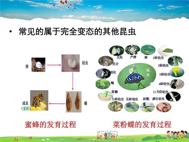 人教版生物八年级下册  7.1.2 昆虫的生殖和发育【课件】08