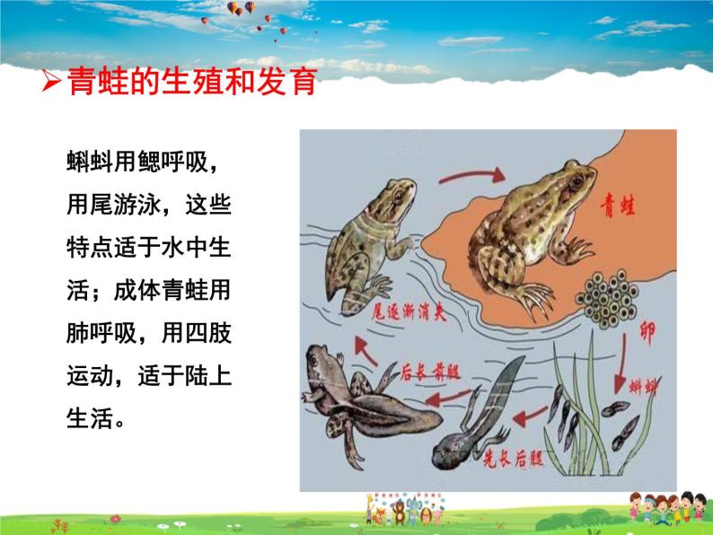 两栖动物的生殖和发育PPT课件免费下载-教习网|课件下载