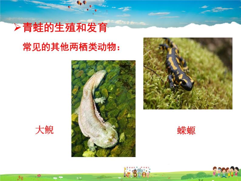 两栖动物的生殖和发育PPT课件免费下载-教习网|课件下载