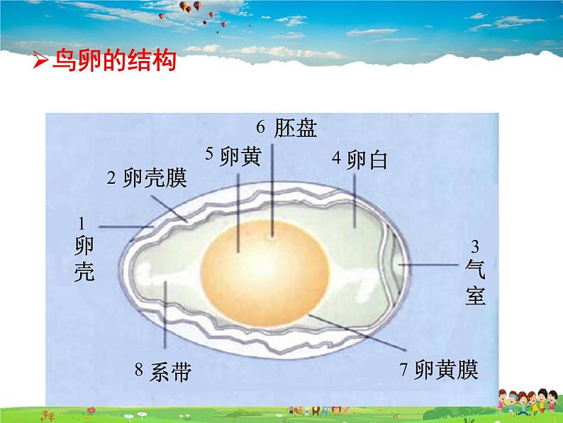 人教版生物八年级下册  7.1.4  鸟的生殖和发育【课件】04