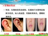 人教版生物八年级下册  7.2.1  基因控制生物的性状【课件】