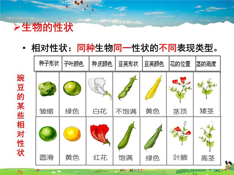 人教版生物八年级下册  7.2.1  基因控制生物的性状【课件】06