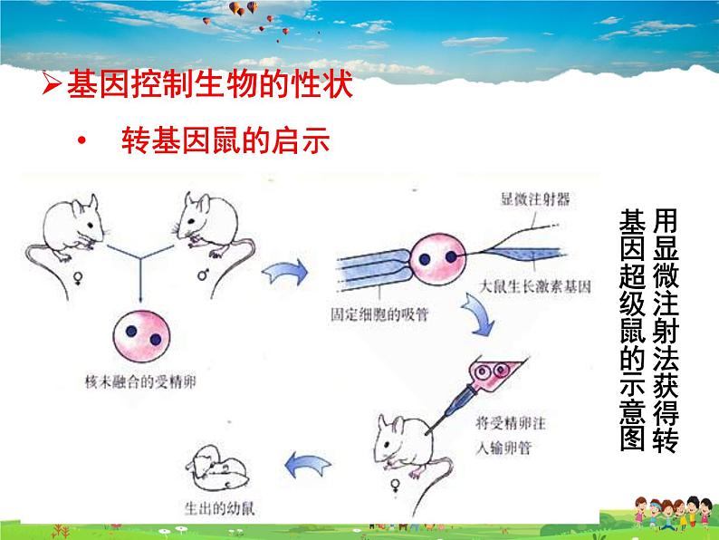 人教版生物八年级下册  7.2.1  基因控制生物的性状【课件】07