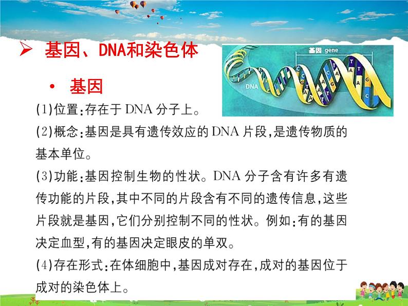 人教版生物八年级下册  7.2.2  基因在亲子代间的传递【课件】03