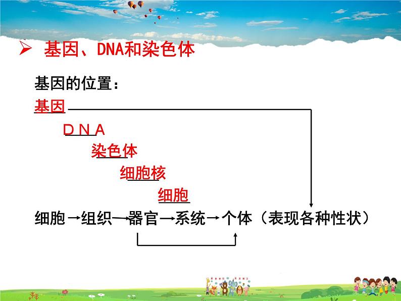 人教版生物八年级下册  7.2.2  基因在亲子代间的传递【课件】04