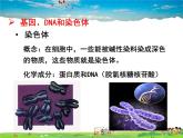 人教版生物八年级下册  7.2.2  基因在亲子代间的传递【课件】