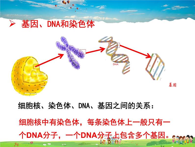 人教版生物八年级下册  7.2.2  基因在亲子代间的传递【课件】06