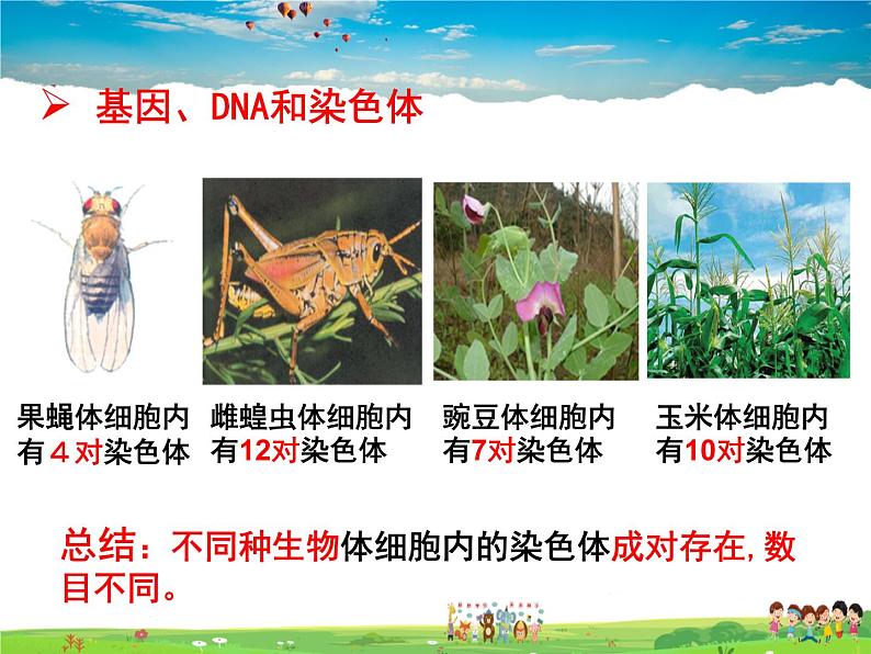 人教版生物八年级下册  7.2.2  基因在亲子代间的传递【课件】07