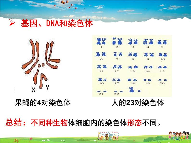 人教版生物八年级下册  7.2.2  基因在亲子代间的传递【课件】08