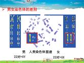 人教版生物八年级下册  7.2.4 人的性别遗传【课件】