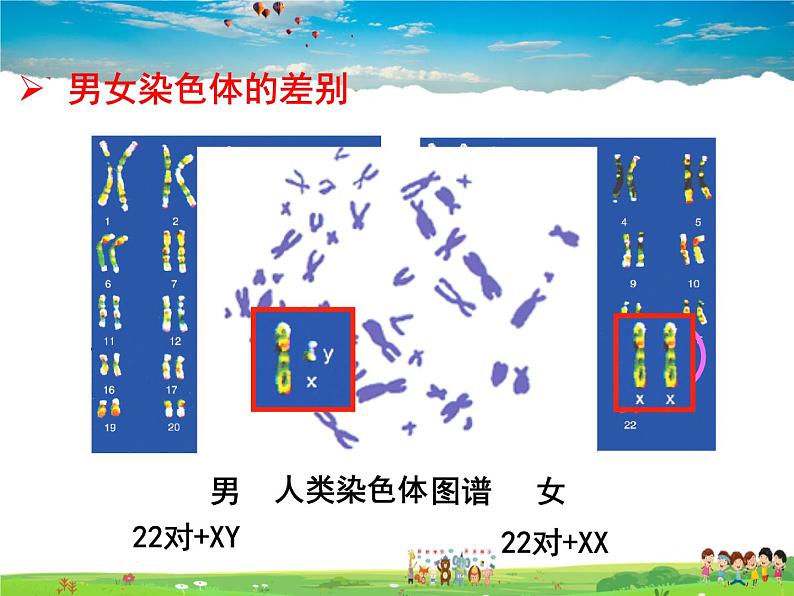 人教版生物八年级下册  7.2.4 人的性别遗传【课件】第5页