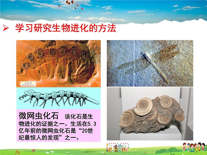 人教版生物八年级下册  7.3.2 生物进化的历程【课件】03