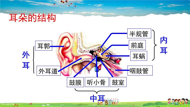 第六章 人体生命活动的调节 人体对外界环境的感知  第2课时 耳和听觉课件PPT05