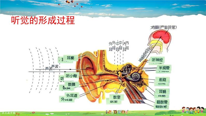 第六章 人体生命活动的调节 人体对外界环境的感知  第2课时 耳和听觉课件PPT07