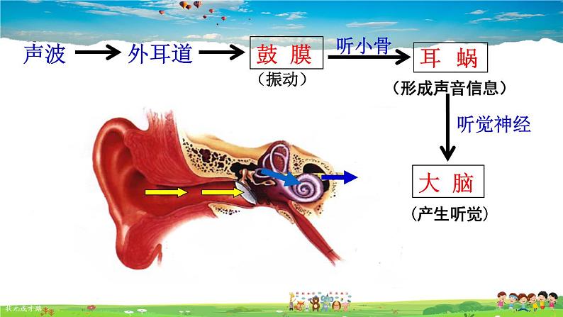 第六章 人体生命活动的调节 人体对外界环境的感知  第2课时 耳和听觉课件PPT08