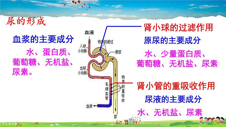第五章 人体内废物的排出  第2课时 尿的形成和排出课件PPT第6页