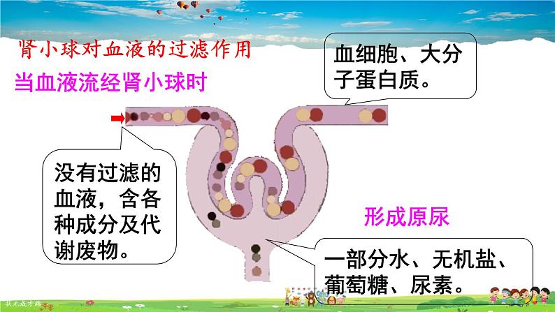 第五章 人体内废物的排出  第2课时 尿的形成和排出课件PPT第7页