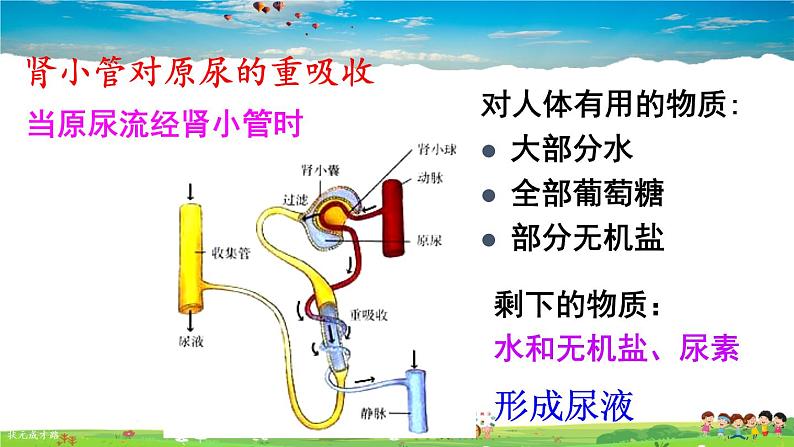 第五章 人体内废物的排出  第2课时 尿的形成和排出课件PPT第8页