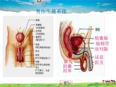 人教版生物七年级下册  4.1.2人的生殖【课件】