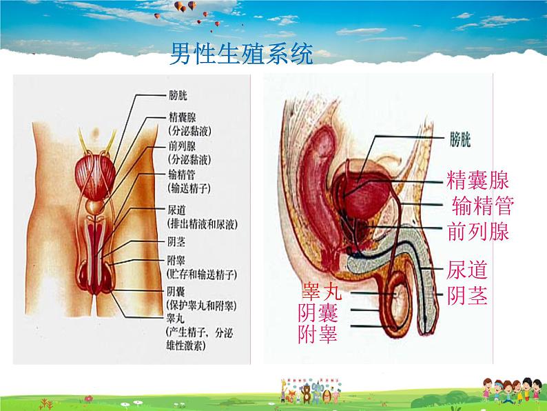 人教版生物七年级下册  4.1.2人的生殖【课件】03