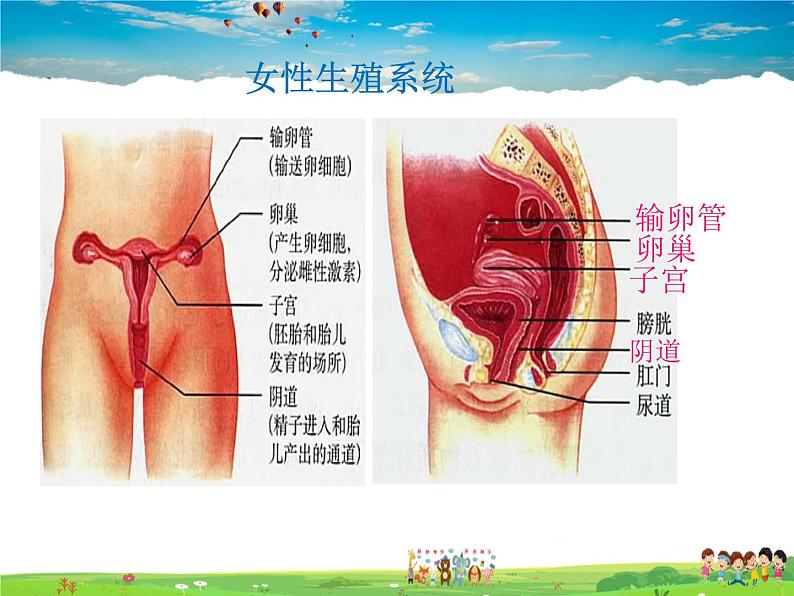 人教版生物七年级下册  4.1.2人的生殖【课件】05