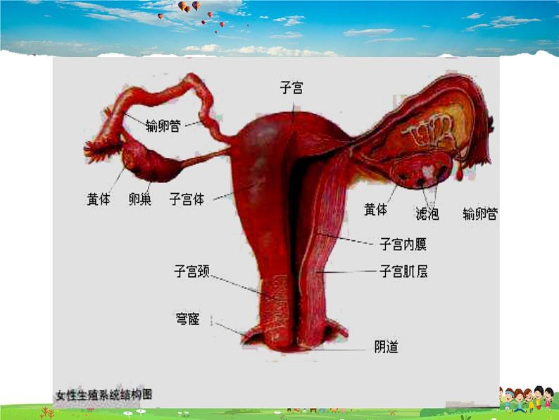 人教版生物七年级下册  4.1.2人的生殖【课件】06