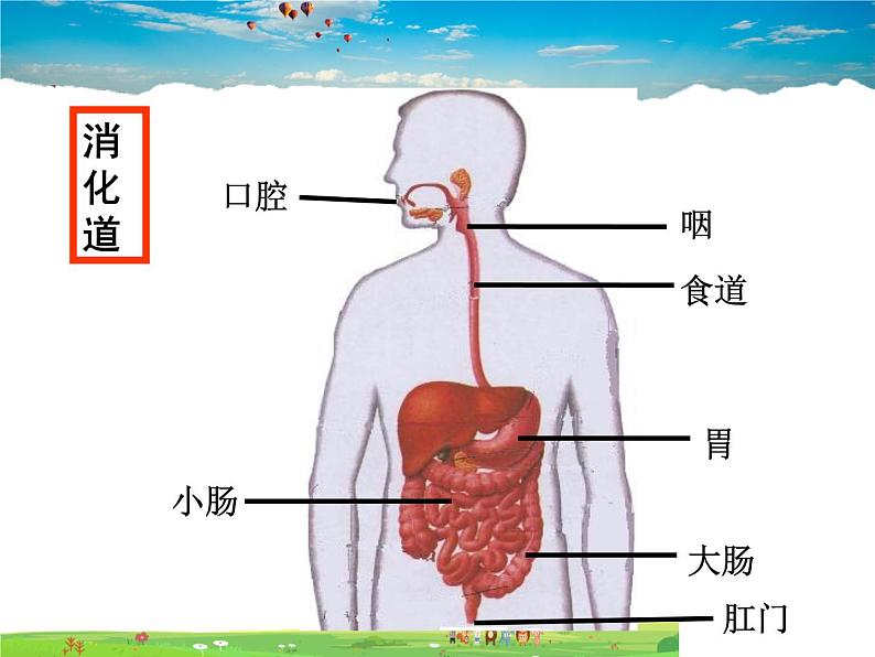 人教版生物七年级下册  4.2.2消化和吸收【课件】第5页