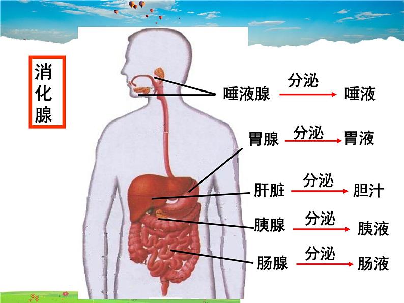 人教版生物七年级下册  4.2.2消化和吸收【课件】第6页