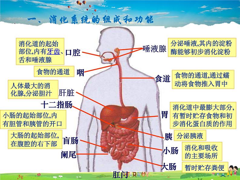 人教版生物七年级下册  4.2.2消化和吸收【课件】第7页