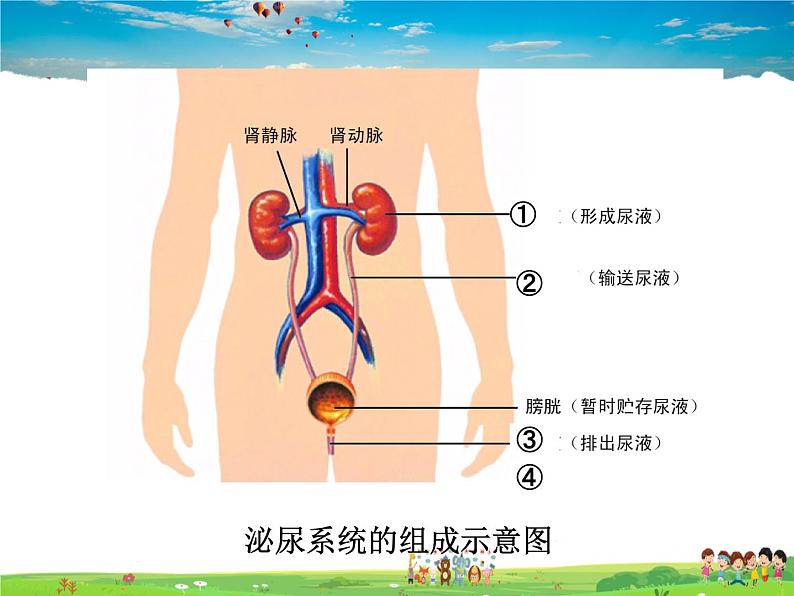 人教版生物七年级下册  4.5人体内废物的排出【课件】第6页