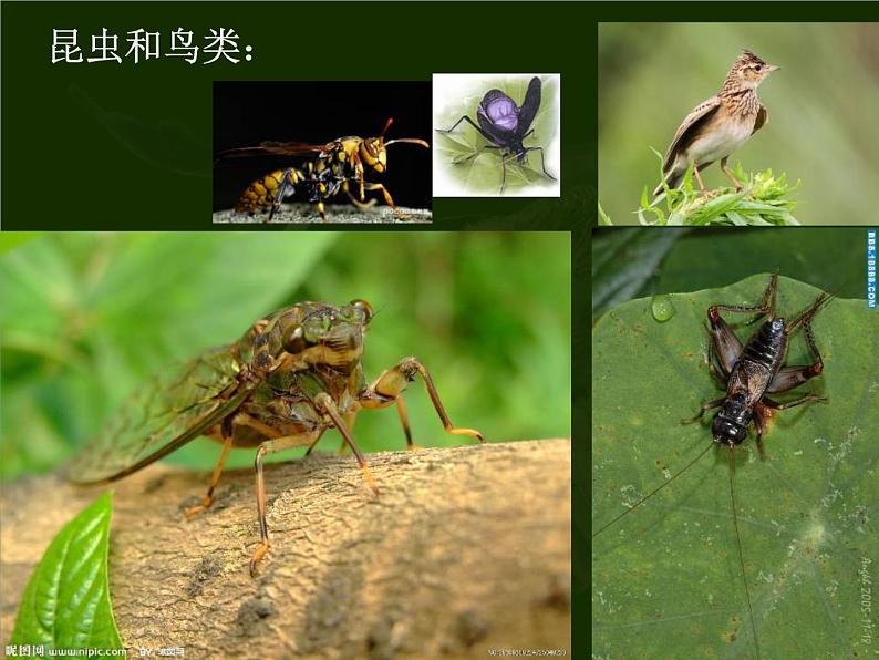 人教版生物七年级上1.1.2调查我们身边的生物 课件第8页